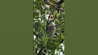 Suara Burung Miner yang Berisik - Sebuah 'Panggilan Kavaleri' yang Menggugah di Alam Liar!