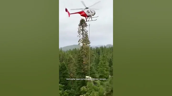 Helicopter cuts overgrown tree branches in mountain forest thumbnail