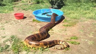 ANACONDA enters Water--FEEDS ON CATFISH