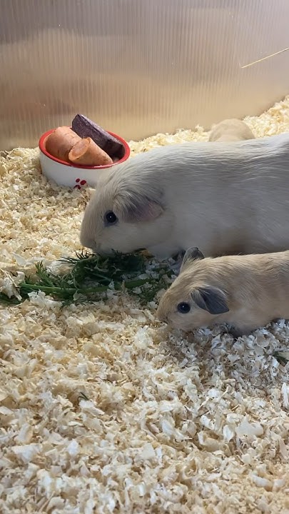Морские свинки Английский селф, гладкошёрстные, малышам 1 неделя 🤩🤗 ...