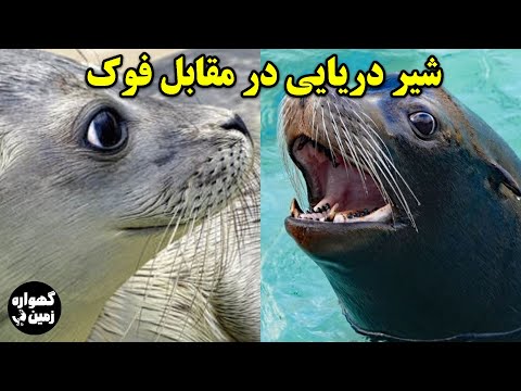 تصویری: شیرهای دریایی چه تفاوتی با سایر فوک‌ها دارند؟