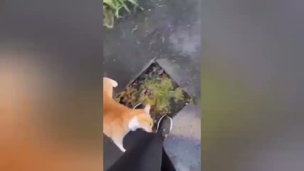 Animals funny moments 😄