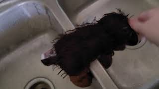 Percy's First Bath! Part 1 - How I Bathe my Webkinz