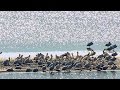 Bird Migration and Cheyenne Bottoms