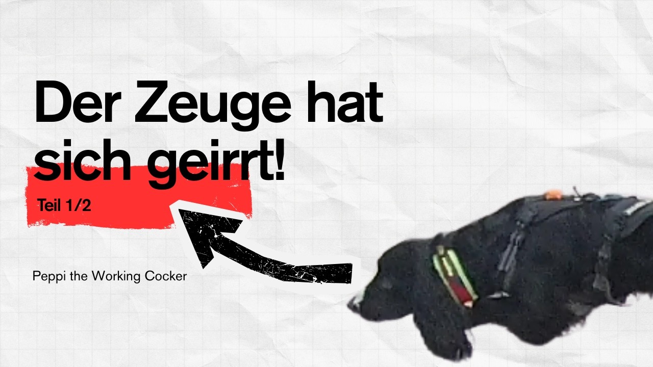 Mantrailing - Unzuverlässige Zeugen! (Drama in zwei Akten 1/2) #peppitheworkingcocker