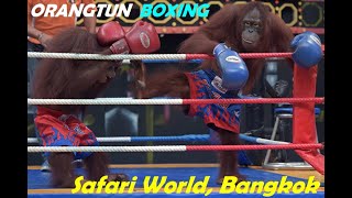 Orangutan (Monkey) Boxing Show | Safari World Marine Park-Bangkok, Thailand #entertainment#4k#funny