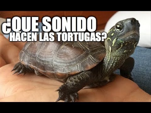 Vídeo: Què va ensenyar Bert la Tortuga?