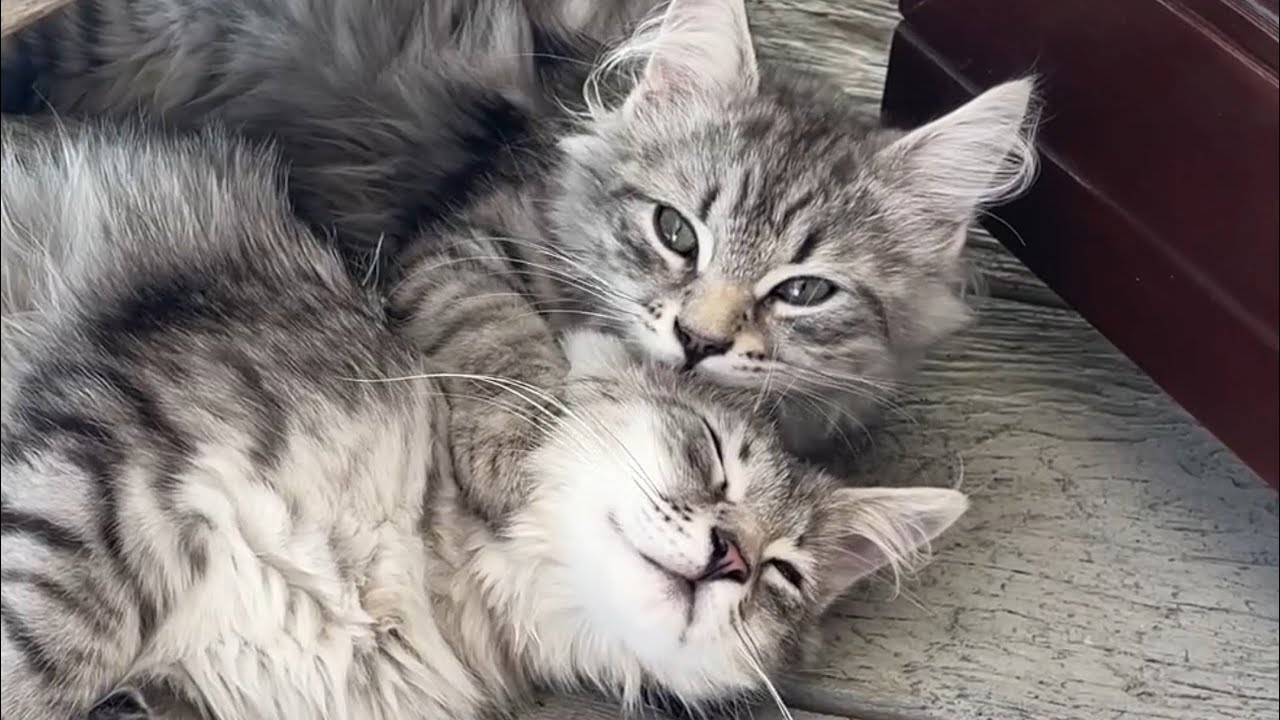 Siberian Forest kittens grooming each other YouTube