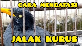 cara mengatasi jalak kurus