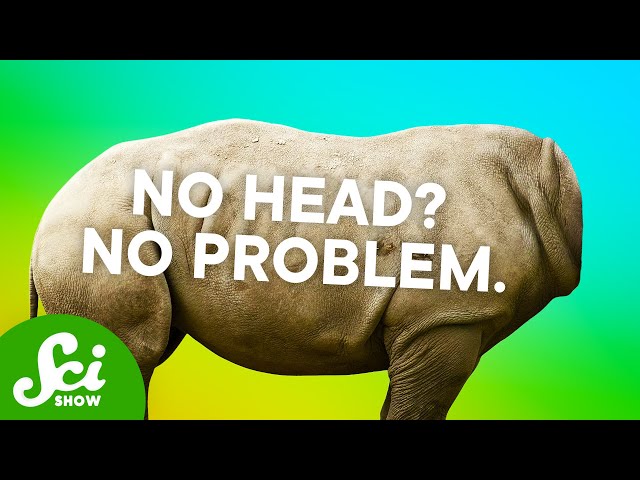 How These Animals Lost Their Heads (And Bodies, and Butts)