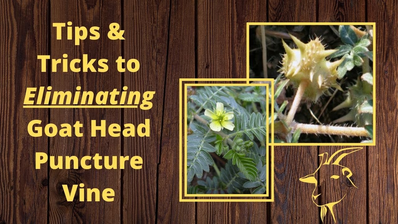 How to Remove Goat's Head Caltrop Puncture Vine (Tribulus Terrestris) : 6  Steps - Instructables