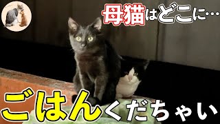 ベランダで必死に何かを訴える野良子猫たち…