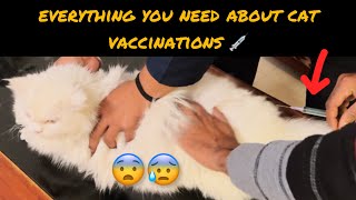 cat vaccination ||  vaccination schedule for adult cat 💉 by leoko vlog 192 views 3 months ago 3 minutes, 57 seconds