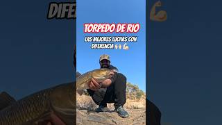 PESCO un GRAN "TORPEDO de RIO"💪🏻💪🏻 #alejico #fishing #pesca #barbo #barbel
