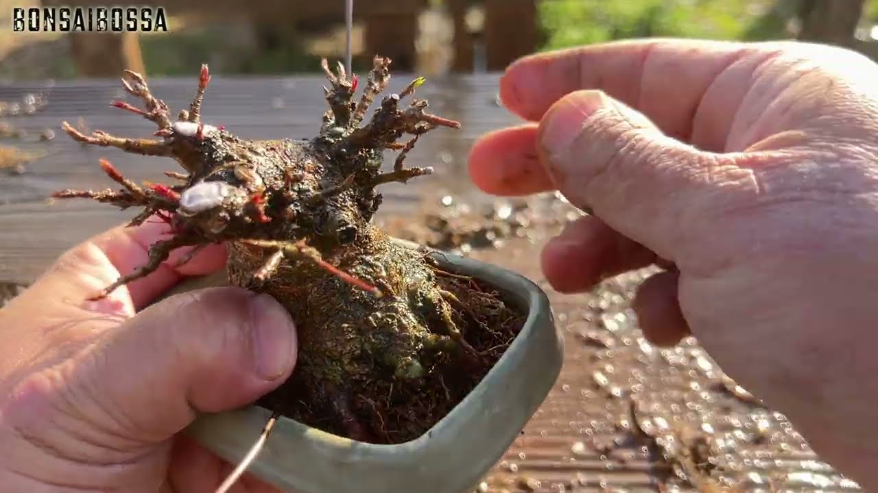 【KED】立ち上がりがすげぇ #盆栽 #bonsai
