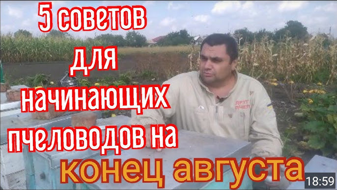 Правильный выбор пчелиной семьи