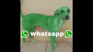 whatsapp dog