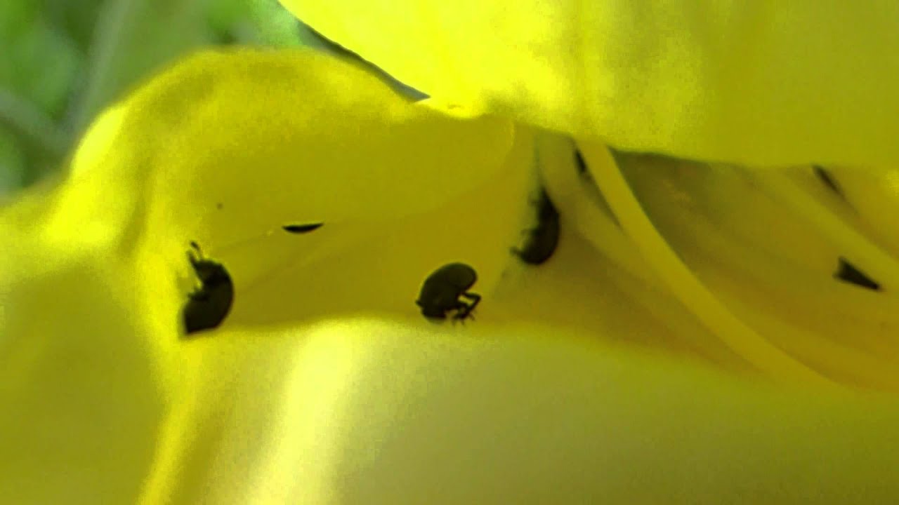Tiny Flower Beetles  - Meligethes - Evening primrose -  Bjöllur - Blómbjöllur - Skordýr - Pöddur