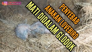 PENYEBAB ANAK LOVEBIRD MATI DIGLODOK UMUR 23 HARI||CAUSES OF LOVEBIRD CUTE DEAD IN 23 DAYS OF GLODOK