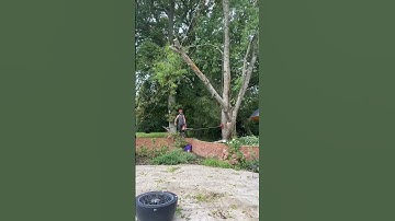Controlled fell of a stem over the wall and patio #arborist #rigging #tree #treeworker #treesurgeon