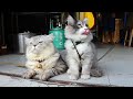 Cute Cats of Asia