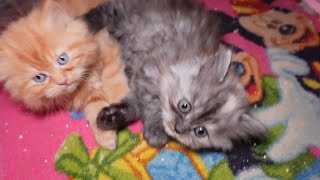 كيفية تربية القطط المولودة في حال فقدان الام او عدم رضاعتها لاطفالها How to raise newborn kittens