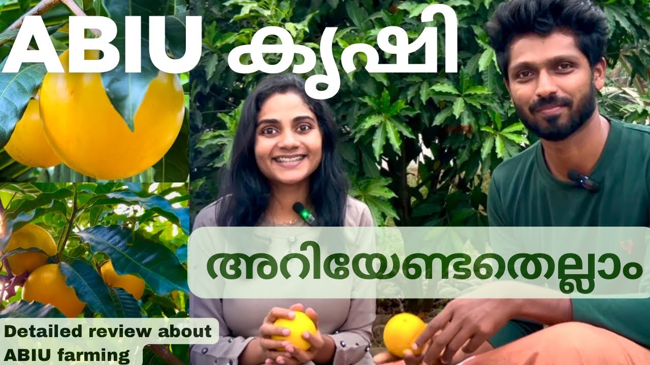 Abiu farming tips | Abiu fruit Malayalam | Abiu plant Malayalam | Fruit plants in Kerala #abiu