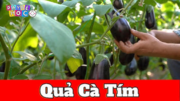 Bé Học Quả Cà Tím | Nhận Biết Rau Củ Quả Cho Bé | Dạy Bé Học Thông Minh