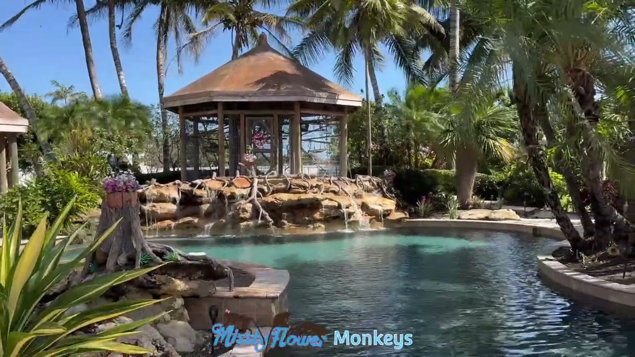 Наш вольер для обезьян на открытом воздухе, где они проводят всего несколько часов в день 😍❤️