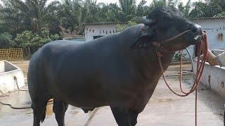 RAKA - A Famous Murrah Bull results comes on Earth 🌍