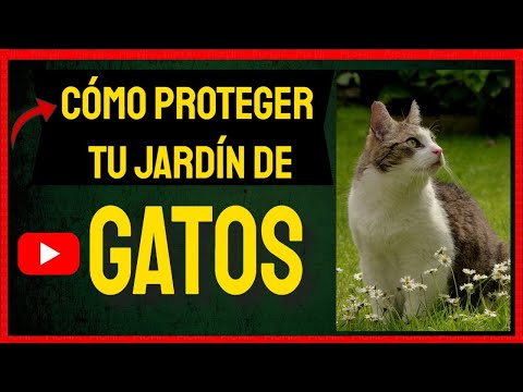 Cómo AHUYENTAR GATOS de casa 【7 Remedios Caseros】 15