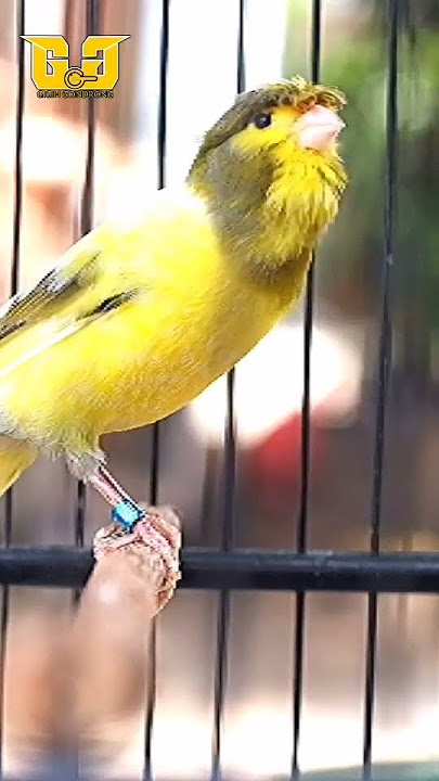 Kenari Gacor # Singing canary#112