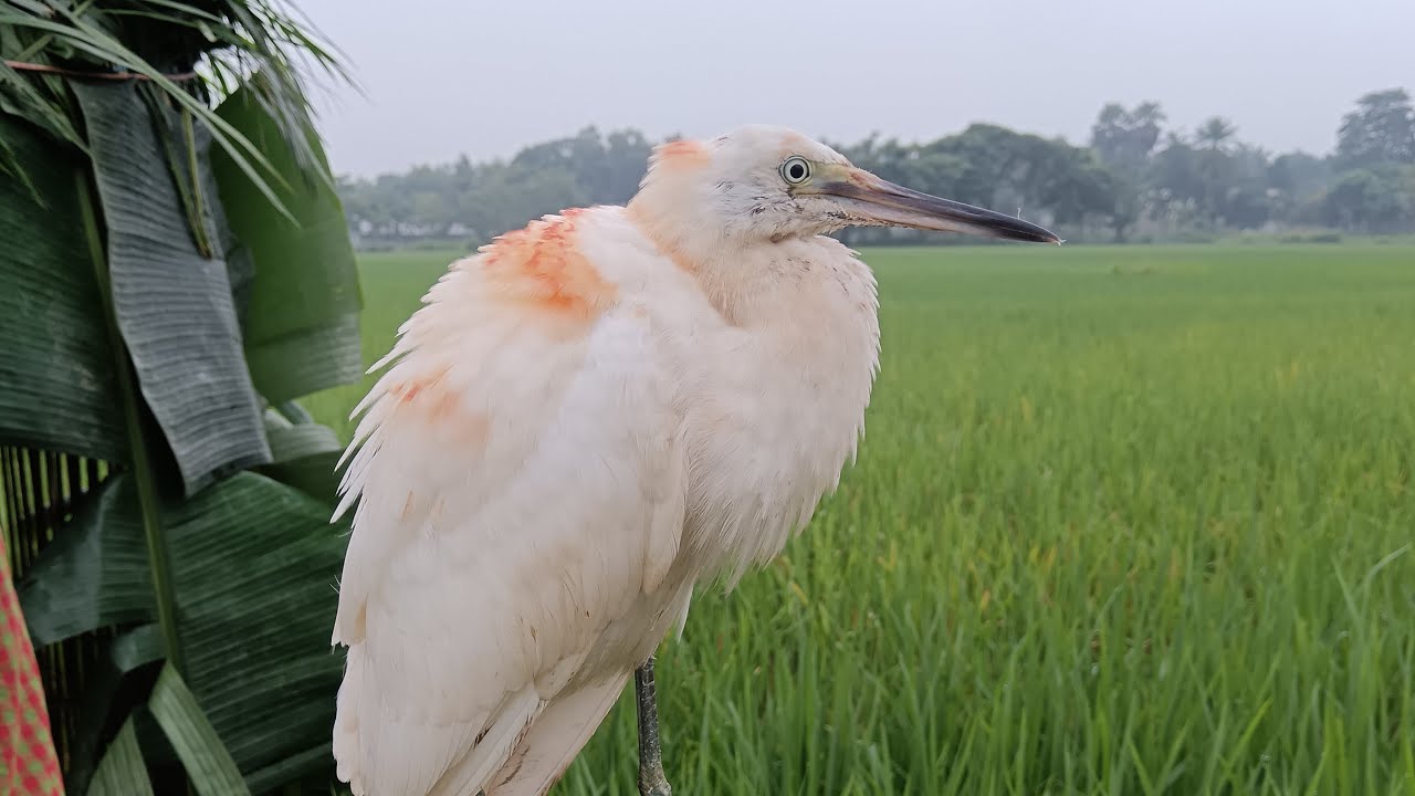 Good morning 😱 "Village Boy’s Clever Bird Catch in the Rice Fields"