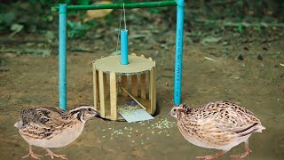 Build Underground Quail Bird Trap Using Popsicle Stick | Bird Trap Technology