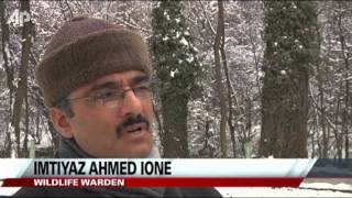Wildlife Wardens Feeding Stags in Frozen Kashmir