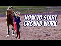 WHAT TO DO BEFORE YOU RIDE YOUR NEW HORSE - (Thoroughbred Horses) OTTB Series