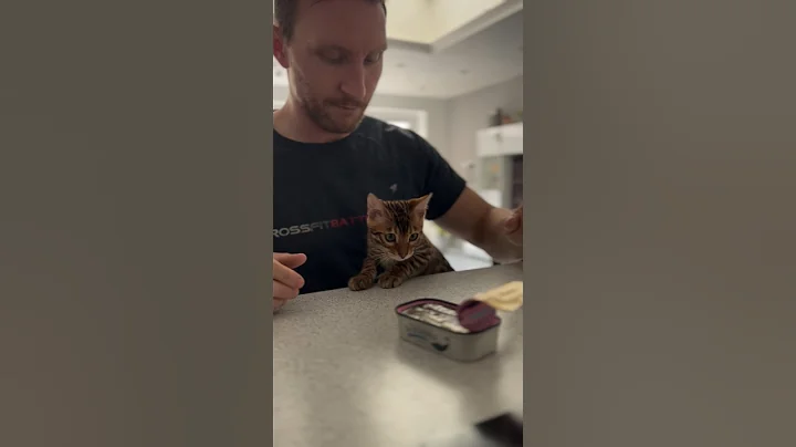Video 11908231: bengalcat bengals cat kitten, bengals bengalcat cute, bengal cat steals, bengal cat food