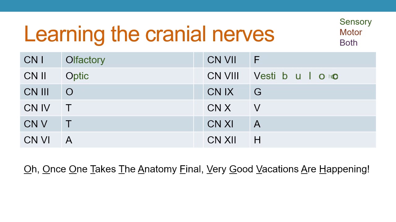 The Cranial Nerves - YouTube