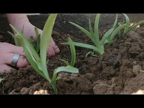 Video: Sadnja Ljiljana Na Otvoreno Tlo U Proljeće: Kako Posaditi Lukovice S Klicama Kako Bi Procvjetale? Do Koje Dubine Treba Pravilno Posaditi Iznikle Lukovice?