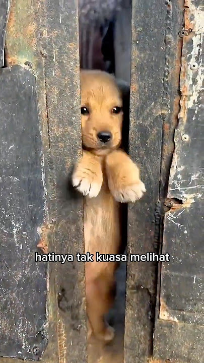 This puppy was locked up by its owner after being abandoned by its mother.