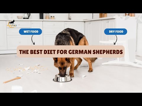 The Best Diet For #GermanShepherds (Revealed!) 👆 | Dos &amp; Donts | Wet vs. Dry | #dogs | World of Dogz