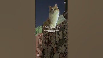 أفلا ينظرون إلى الإبل كيف خلقت قراءه ملائكية سورة الغاشيه #المصحف #قرآن #أيمن_صلاح_الدين #اكسبلور