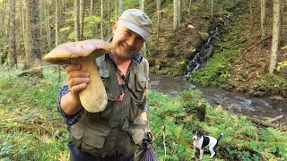 Porcini mushrooms in a sunny forest.