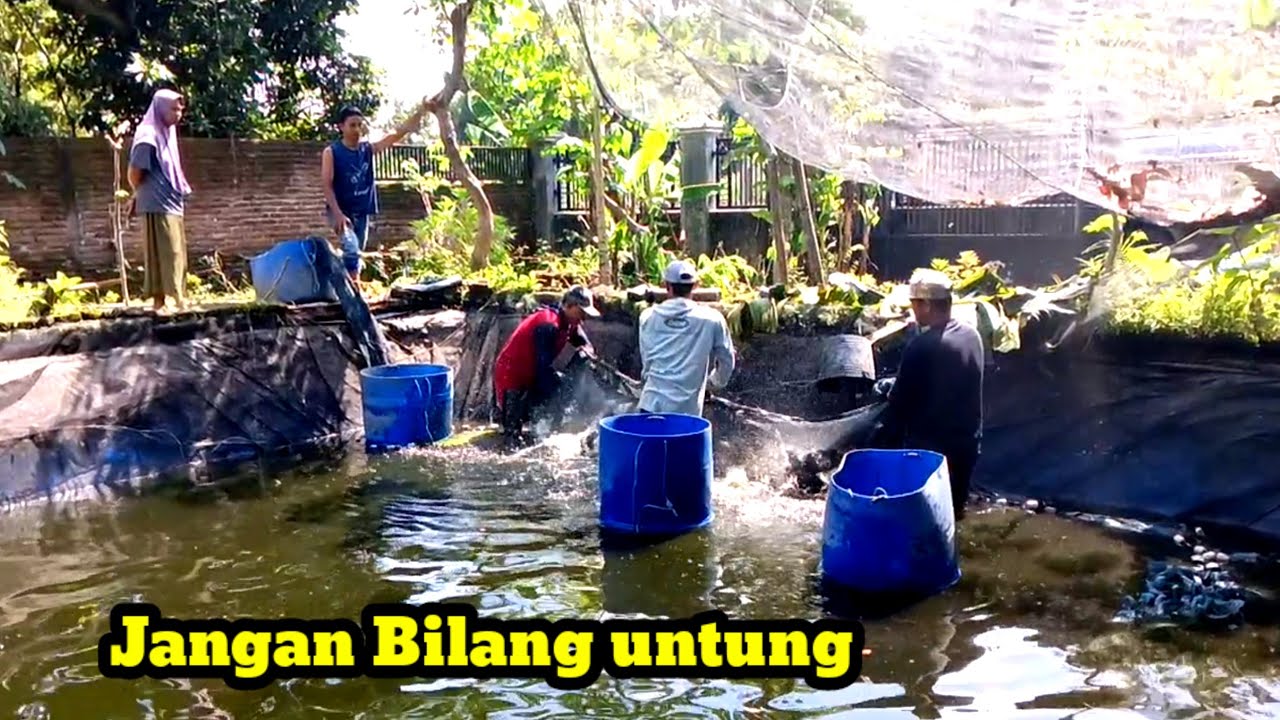 🔴 Panen Kilat Super Cepat ‼️Dulu Tabur 1600 ekor kok cuman Dapat Segini.