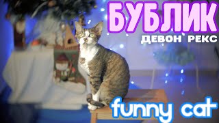 Bublik cat and Christmas tree by Bublik funny cat 125 views 2 years ago 5 minutes, 33 seconds