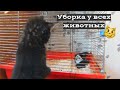 УБОРКА У ВСЕХ ЖИВОТНЫХ