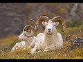 Amazing Dall Sheeps video-animal videos-4k Nature(Ultra HD)|Nature's Sweet Tales