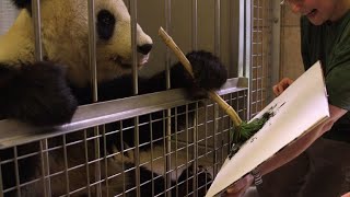 Austrian panda's painted pictures to sell for nearly 500 euros