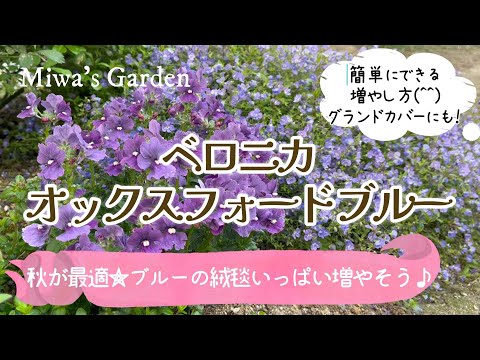 Veronica Oxford Blue] The Cutest Ground Cover! Easy Tips for
