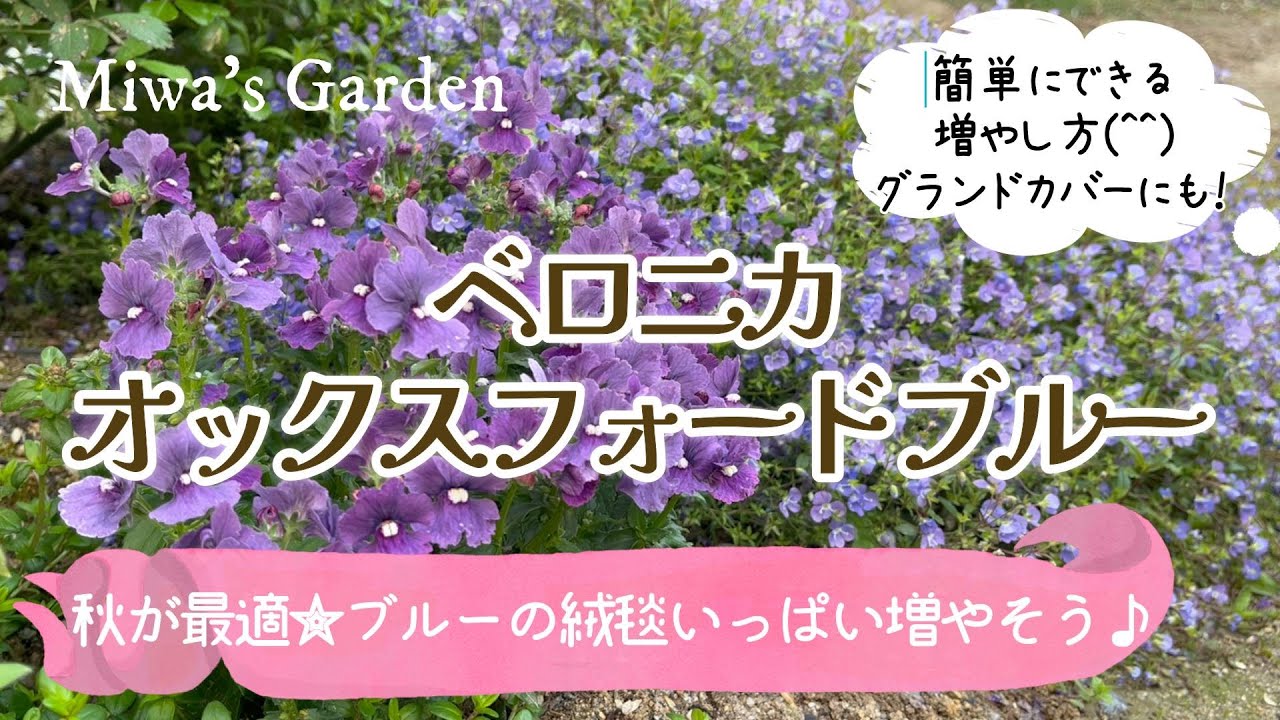 ⭐️38cm青い花　グランドプレート maxresdefault.jpg